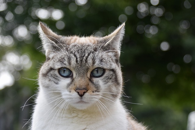猫咪好三四天不吃饭怎么办
