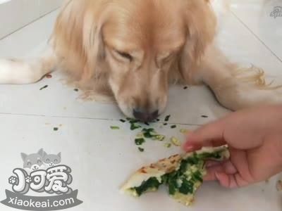 狗狗不能吃的6种蔬菜，都是餐桌常客！