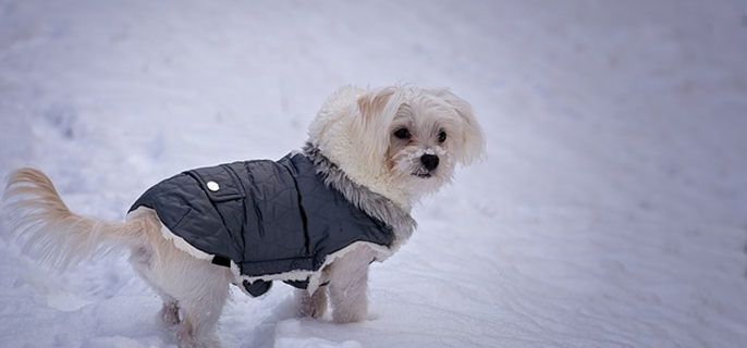 茶杯犬的外貌和特点
