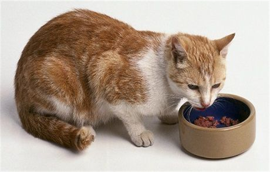​猫咪为什么不吃东西怎么办