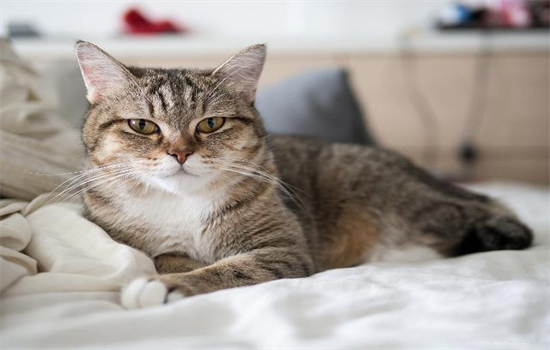 ​猫能用人吃的消炎药有哪些