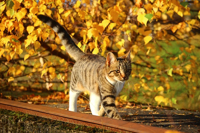 猫认识回家的路吗 猫丢了它还能自己找到回家的路吗