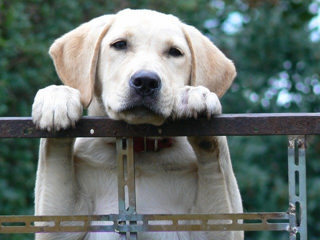 导盲犬是什么狗品种