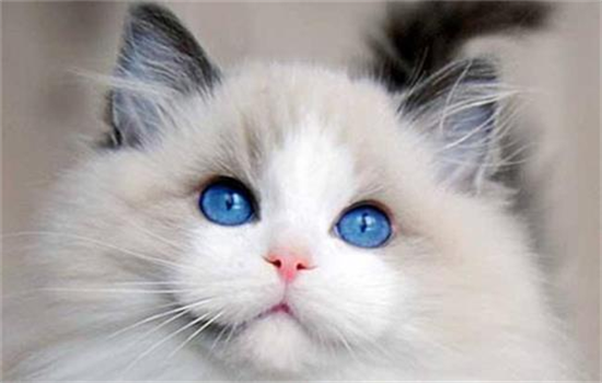 ​白毛蓝眼睛的猫都有哪些品种