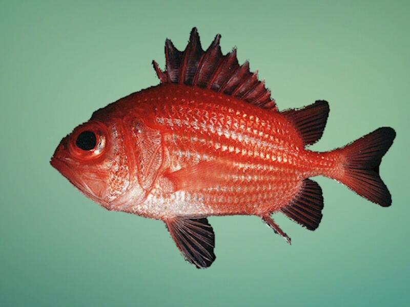 不打氧的鱼几天一换水