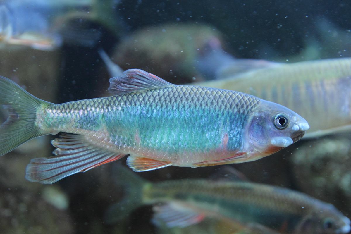 鱼缸里的绿藻怎么清理