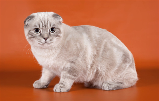 ​纯白高地猫是什么品种