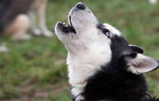 西伯利亚雪橇犬属于什么犬型