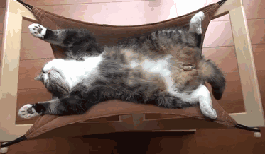 猫咪睡姿大解析！教你读懂猫的情绪！