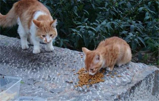 如何找到附近流浪猫