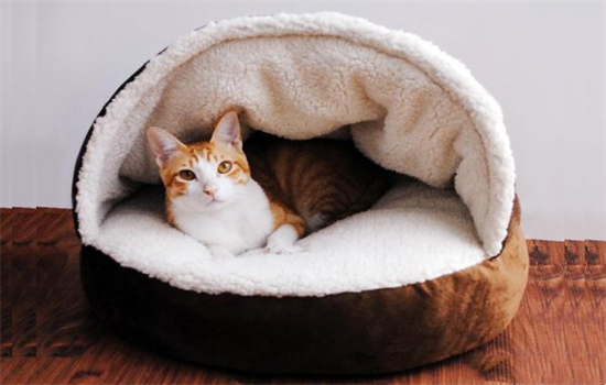 被子上猫尿味怎么彻底去除