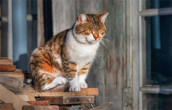 猫肠胃炎几天会自愈 猫肠胃炎的症状