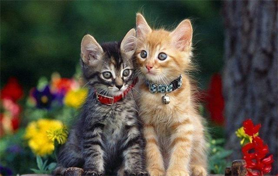 幼猫粮35g是几粒