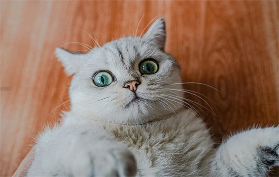 猫为什么一开门就在门口打滚