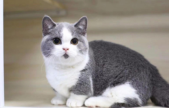 英短蓝白猫寿命一般多少年