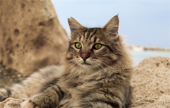 沙漠猫能家养吗