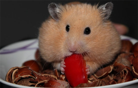 仓鼠能吃什么蔬菜水果