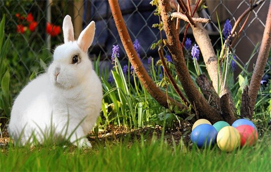 兔子为什么一直吃个不停