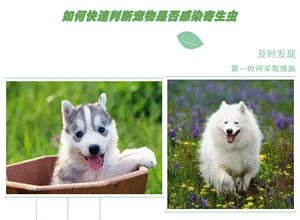 清明踏青,避踩宠物驱虫五大误区!插图2 清明踏青,避踩宠物驱虫五大误区!