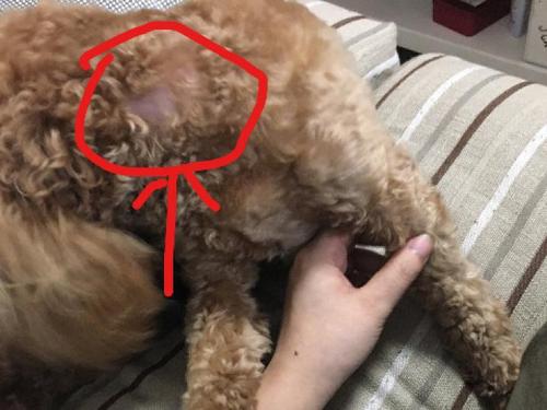 泰迪脖子上有个大软包怎么办