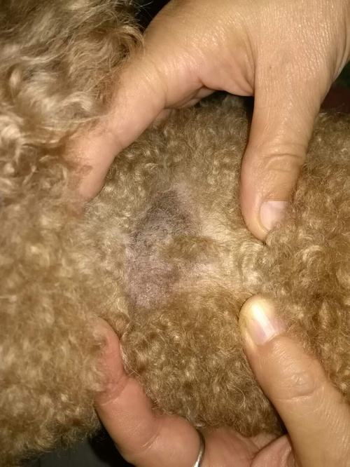 泰迪脖子上有个大软包怎么办