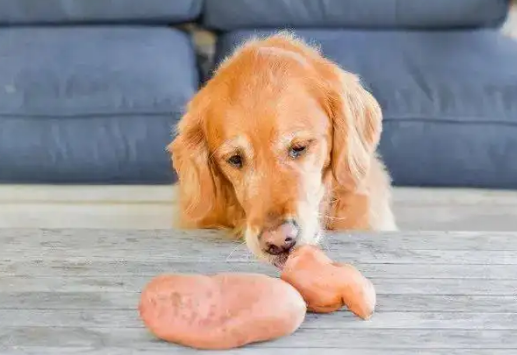 狗狗能吃红薯干吗
