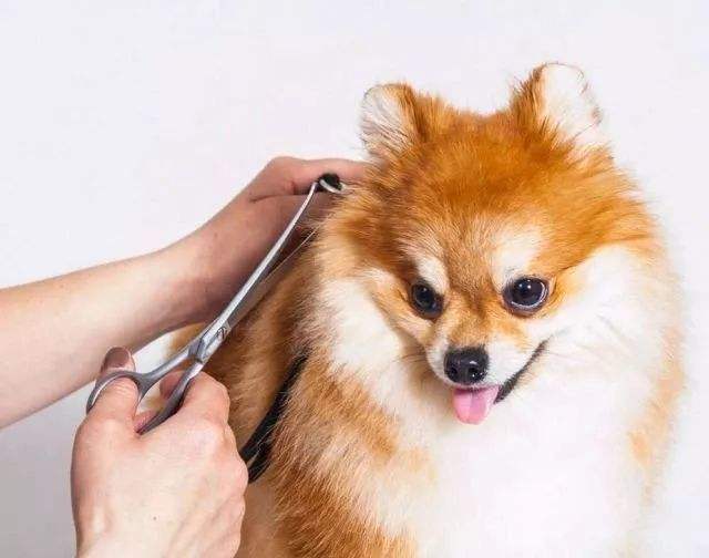 博美犬泪痕怎么办