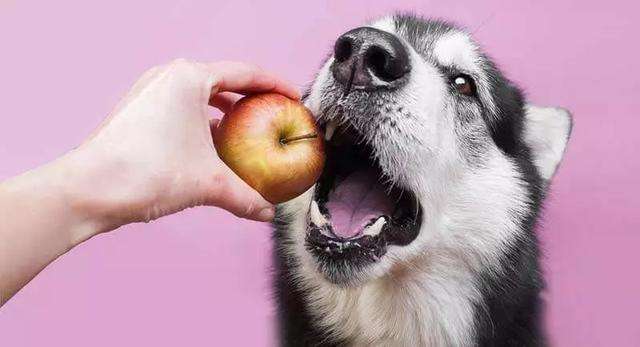 狗能吃苹果吗