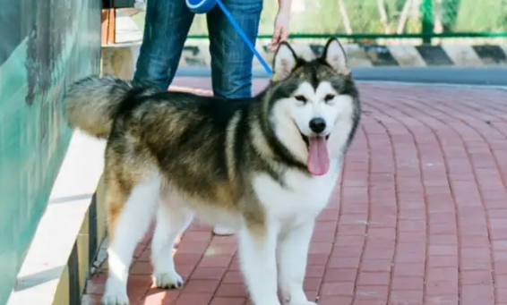 阿拉斯加狼版熊版区别 你了解阿拉斯加雪橇犬吗？