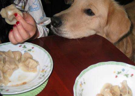 狗狗可以吃饺子吗