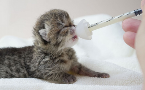怎么给小猫咪喂羊奶粉