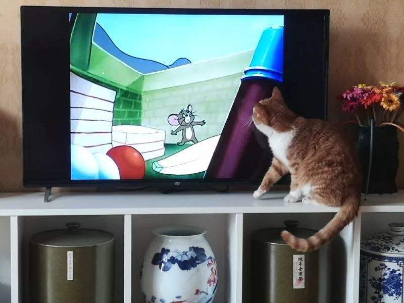 猫看电视是什么原因，别被它骗了，猫咪看电视都是假象！