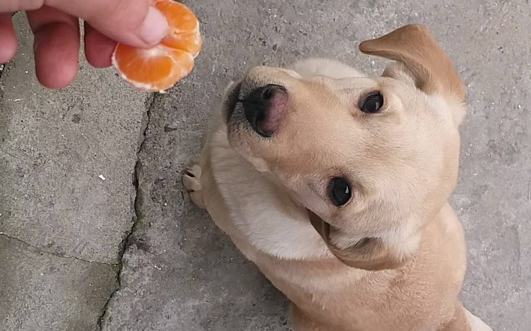 狗能吃橘子嘛