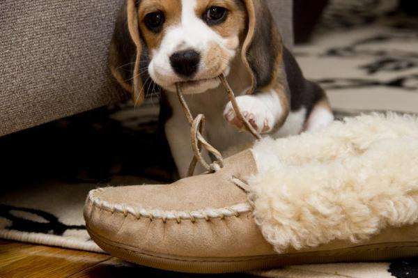 狗狗叼鞋什么意思 经常看到狗狗叼鞋都不知道是为什么吧