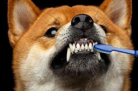 狗狗刷牙多久一次 狗狗需要刷牙吗