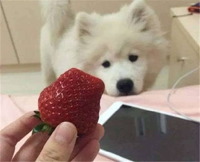 萨摩可以吃草莓吗 萨摩吃草莓有问题吗