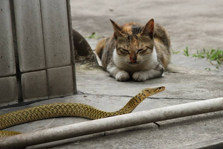 猫怕蛇吗 为什么蛇不敢攻击猫？