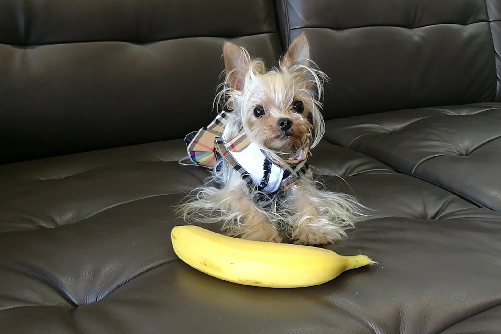 雪纳瑞可以吃香蕉吗 香蕉已经是比较安全的水果了