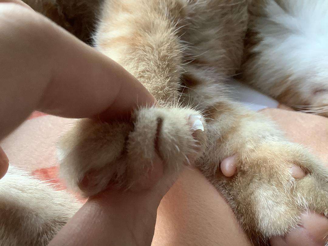 猫指甲开裂变形干枯要剪去吗(图1)