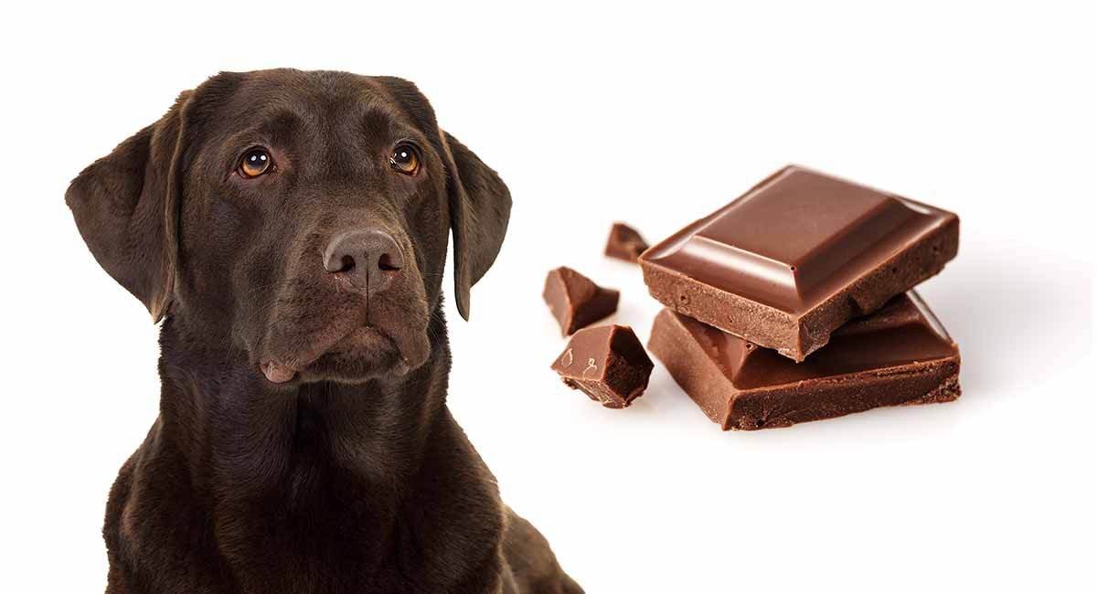 小狗吃巧克力会不会死 狗狗吃巧克力的后果