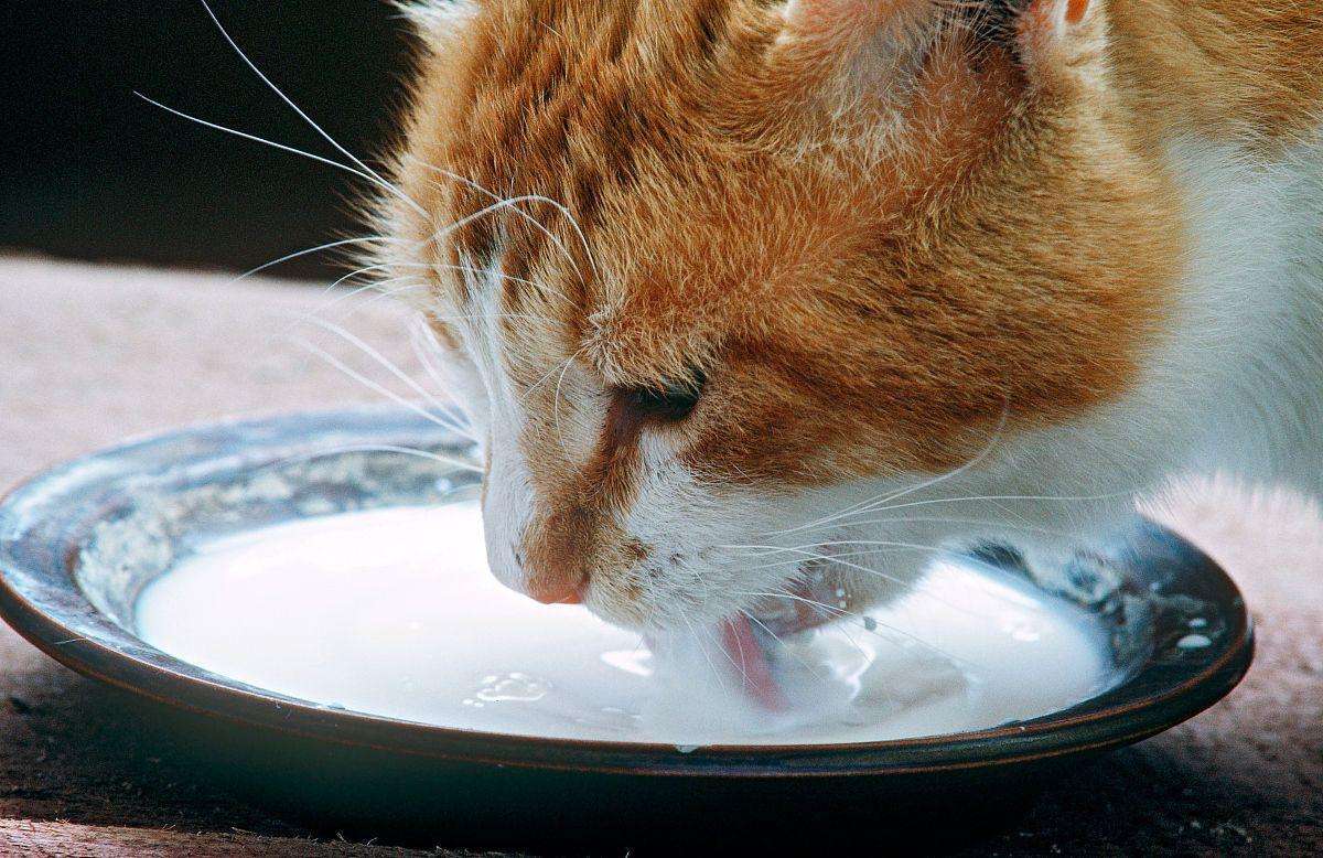 怎样引导小猫去碗里喝奶