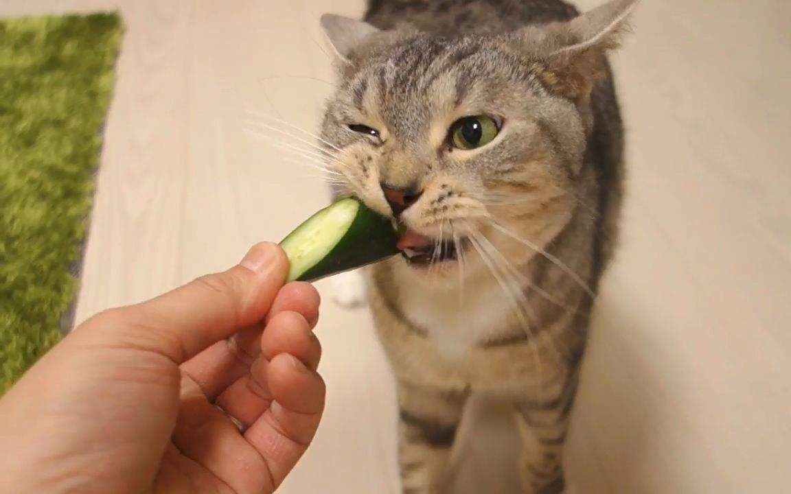 猫吃黄瓜的好处和坏处