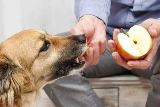 狗能吃苹果核吗