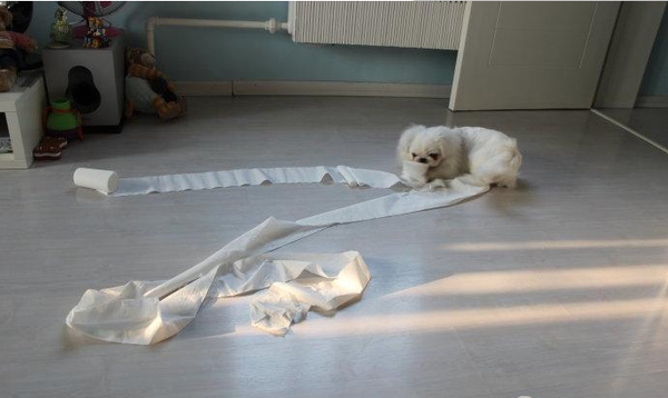 狗狗喜欢吃纸是为什么