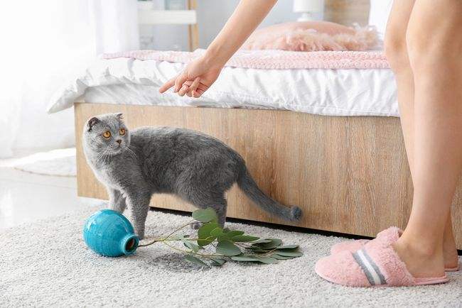 怎样防止猫抓花盆土，那就看你平时有没有进行训练