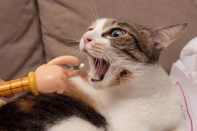 猫被猫咬到鼻子了怎么办 猫打架鼻子破了