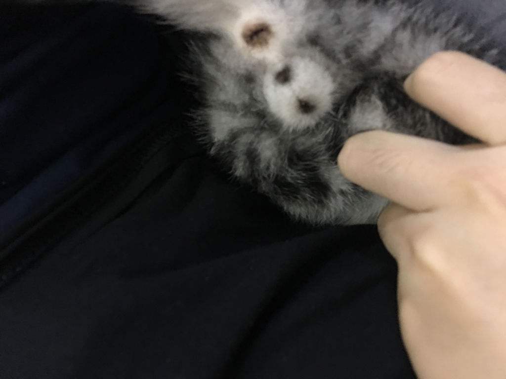 母猫有两个蛋一样的东西 母猫有两个蛋一样的东西怎么回事