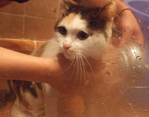 二个月小猫洗澡会死吗