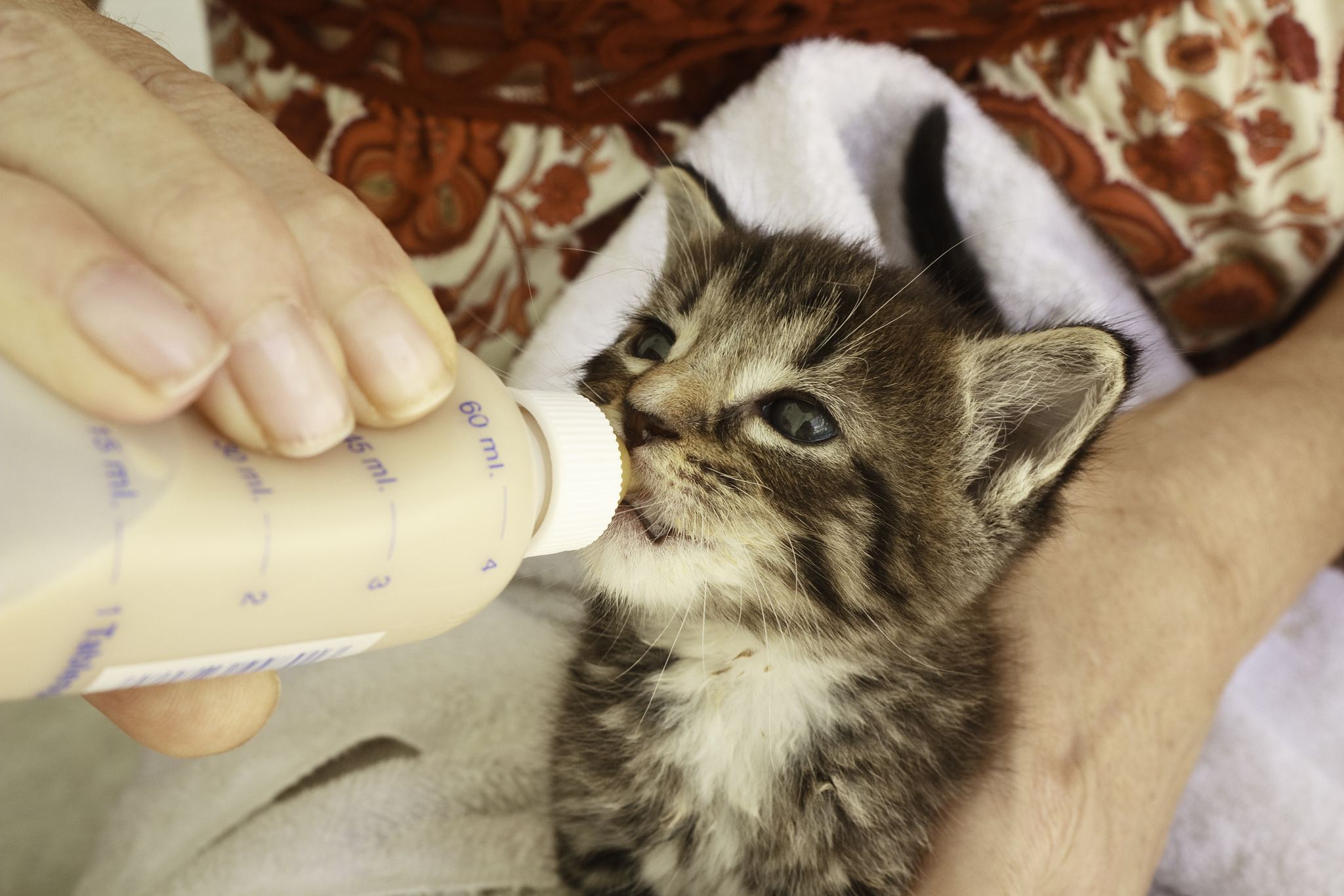 猫奶粉怎么选择 想买优质奶粉这样选！