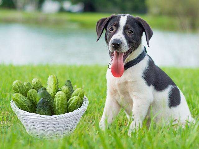 狗为什么不能吃黄瓜